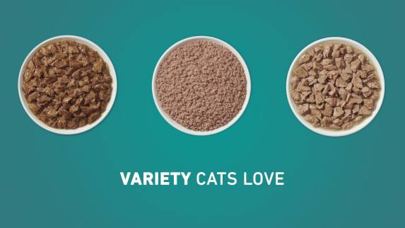 Purina One Indoor Advantage, Chicken & Oceanfish, Wet Cat Food for Adult Cats, 3 oz Can